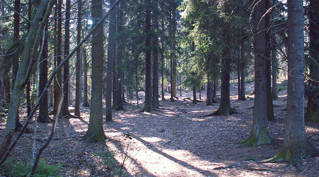 Pilgrimsvandring i Älvsjöskogen 24 april