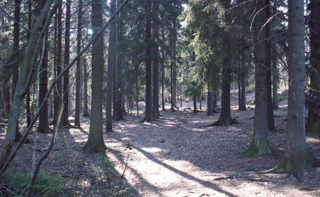 Pilgrimsvandring i Älvsjöskogen
